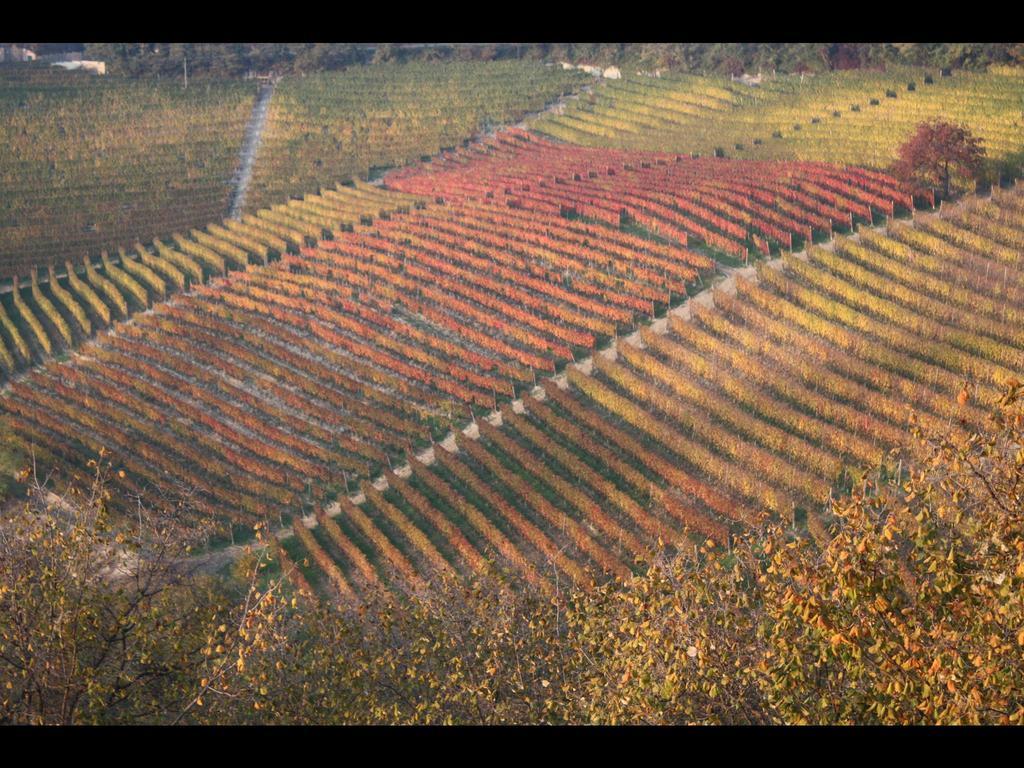 Alloggio per agriturismo Casamatilda Dogliani